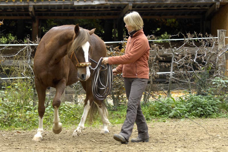 Bewegungstherapeutisches Funktionstraining für Pferde