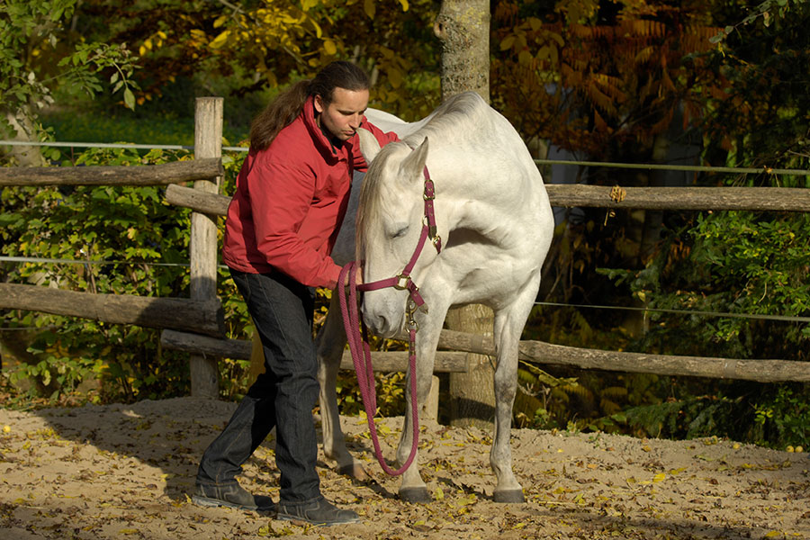 Manuelle Therapie für Pferde