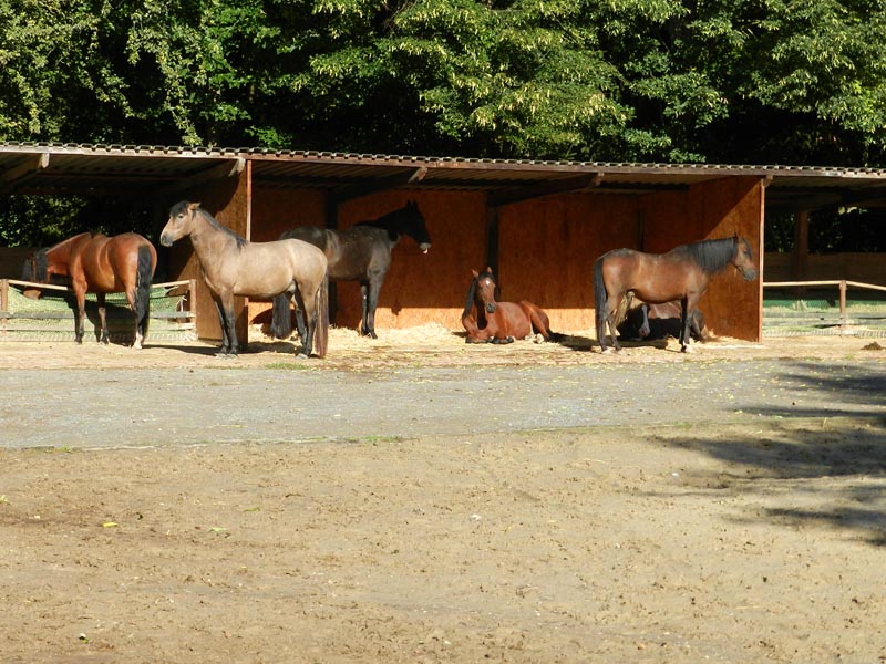 Pferdepension auf dem Quellberghof