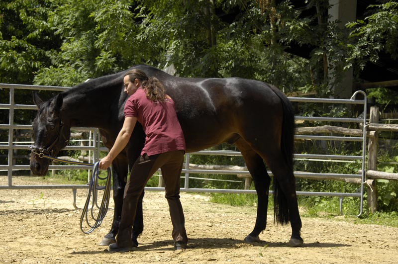 Schöner reiten - Pferdephysiotherapie