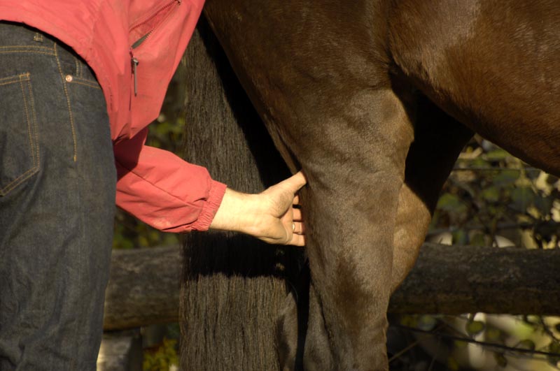 Manualtherapie für Pferde