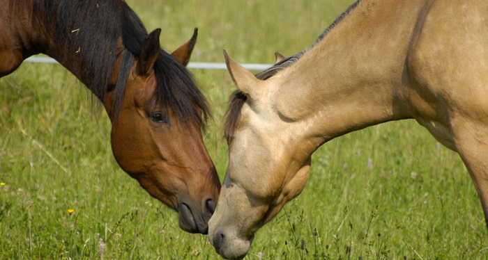 Schöner-reiten-BildBlogartikel-Trainingsschwerpunkte-min